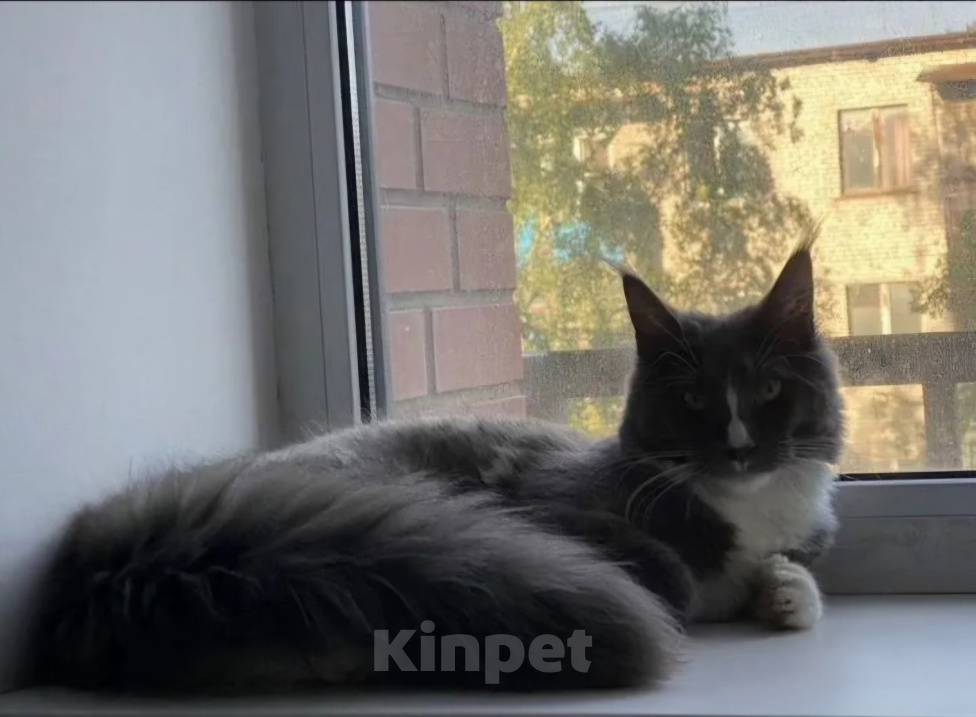 Кошки в Черноголовке: Мейн-кун девочка с родословной (Tuxedo) Девочка, 27 500 руб. - фото 7