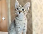 Кошки в Красноармейске: Котенок девочка Ириска Девочка, Бесплатно - фото 1