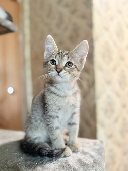 Котенок девочка Ириска