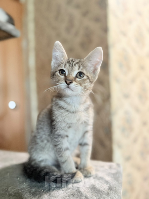 Кошки в Красноармейске: Котенок девочка Ириска Девочка, Бесплатно - фото 1
