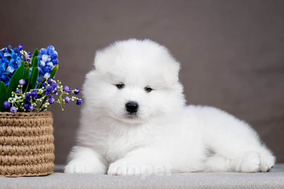 Собаки в Перми: Самоед Разнополые, 50 000 руб. - фото 1