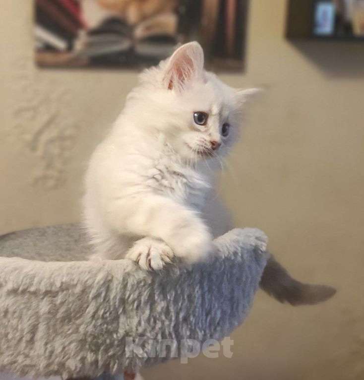 Кошки в Новосибирске: Don Juan Мальчик, 50 000 руб. - фото 3