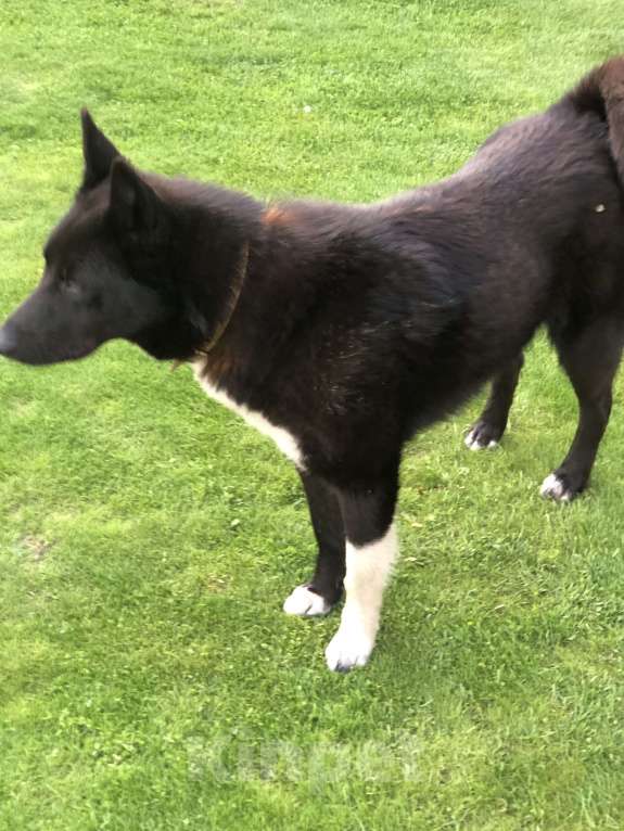 Собаки в Черноголовке: Потеряшка Девочка, 1 руб. - фото 4