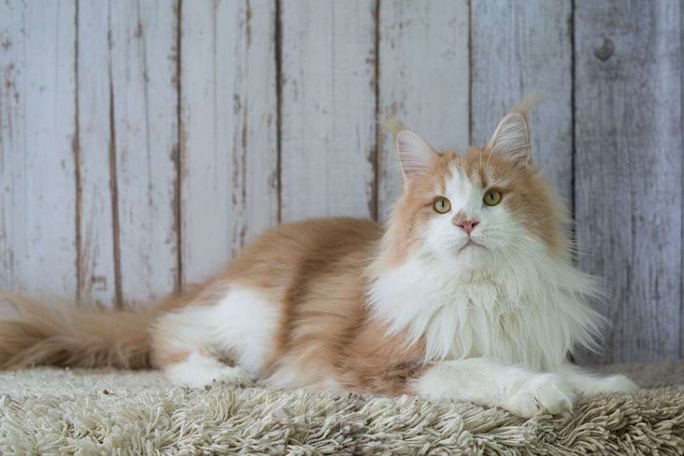 Кошки в Екатеринбурге: Дионис рыжуня мальчик Мальчик, 50 000 руб. - фото 8