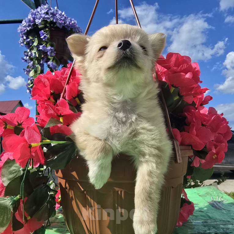 Собаки в Тамбове: Чихуахуа  Мальчик, Бесплатно - фото 3