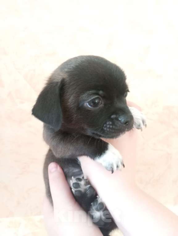 Собаки в других городах Московской области: Продаю щенков чихуахуа Мальчик, 25 000 руб. - фото 3