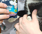 Кошки в Новосибирске: Отдадим котика подростка  Мальчик, Бесплатно - фото 2