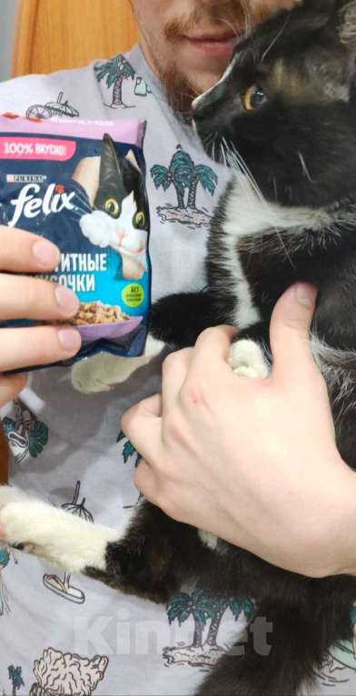 Кошки в Новосибирске: Отдадим котика подростка  Мальчик, Бесплатно - фото 2