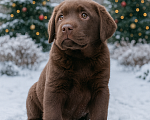 Собаки в Москве: Обворожительный шоколадный щенок лабррадора Девочка, 150 000 руб. - фото 2