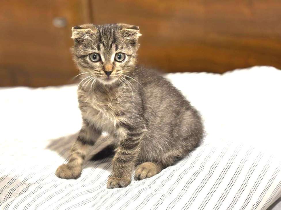 Кошки в Москве: Вислоухий Паша. Котенок в добрые руки. Мальчик, Бесплатно - фото 4