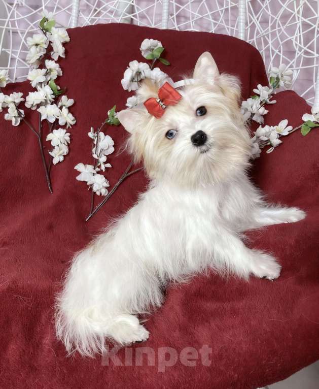 Собаки в Москве: Белый йорк с голубыми глазами девочка подрощенная Девочка, 130 000 руб. - фото 8