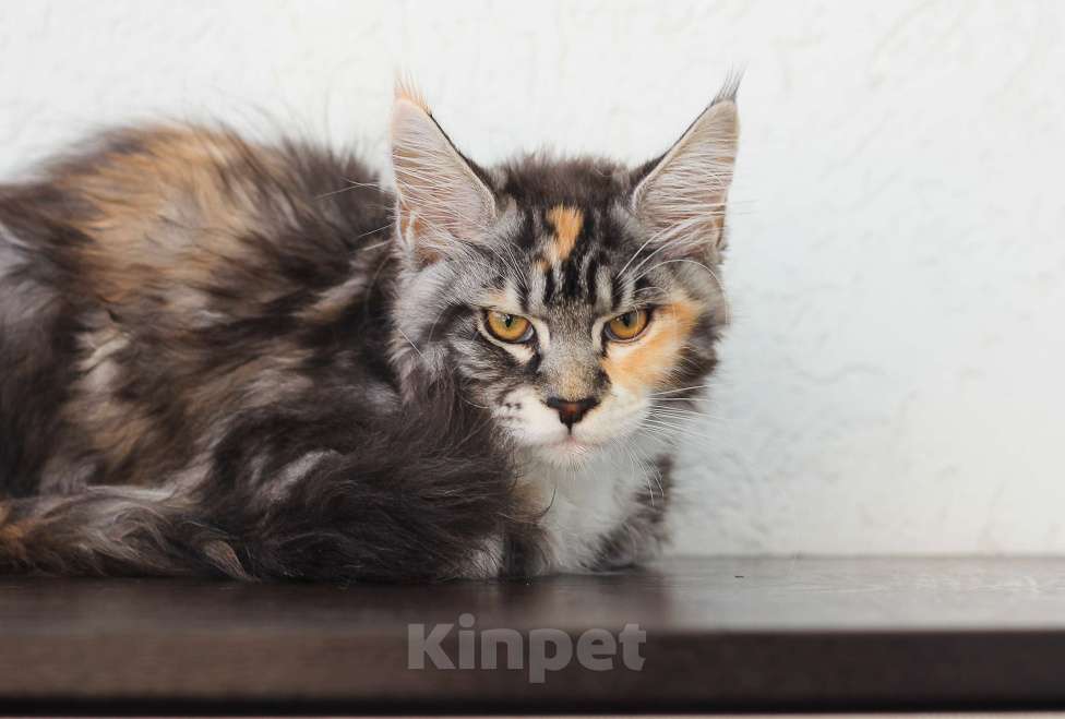 Кошки в Екатеринбурге: мейн-кун полидакт  Девочка, 30 000 руб. - фото 2