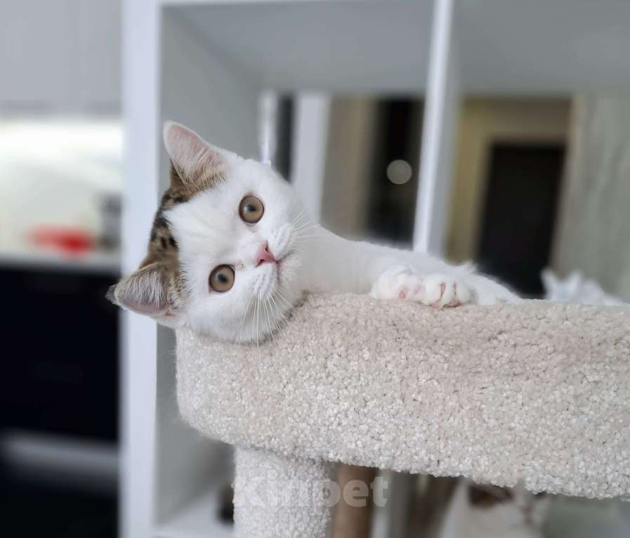 Кошки в Ярославле: Шотландский короткошерстный котенок Мальчик, 25 000 руб. - фото 9