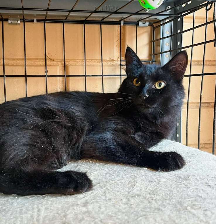 Кошки в Москве: Благородный черный красавец Мишлен в добрые руки Мальчик, Бесплатно - фото 7