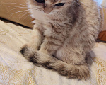 Кошки в Казани: Британский короткошерстный котёнок Мальчик, 18 000 руб. - фото 7