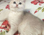 Кошки в Москве: Редкая голубая Золотая шиншилла Девочка, 45 000 руб. - фото 2