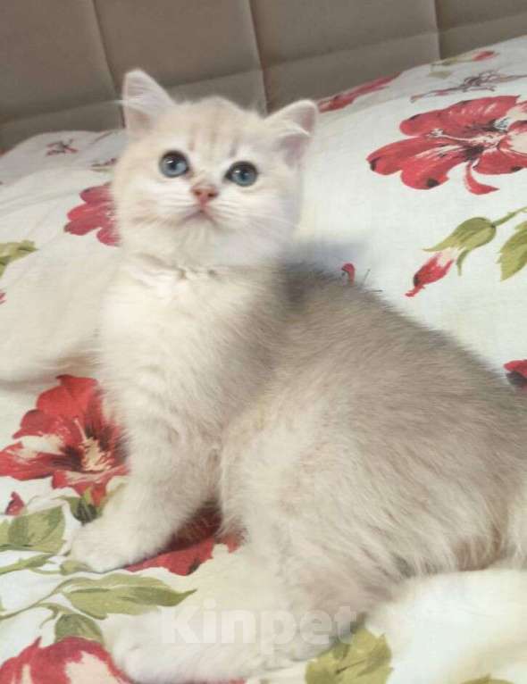 Кошки в Москве: Редкая голубая Золотая шиншилла Девочка, 45 000 руб. - фото 2