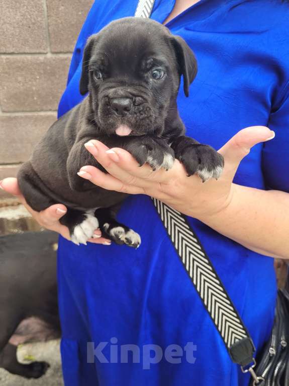 Собаки в Симферополе: B oжидании свoегo любящeго хозяина 🥰 Мальчик, 65 000 руб. - фото 5