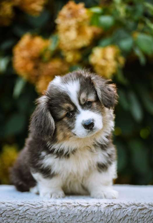 Собаки в Новосибирске: Вельш Корги Пемброк Джон Сильвер (Флаффи) Мальчик, 55 000 руб. - фото 7