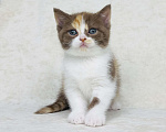 Кошки в Люберцах: Британская кошечка Девочка, 70 000 руб. - фото 3