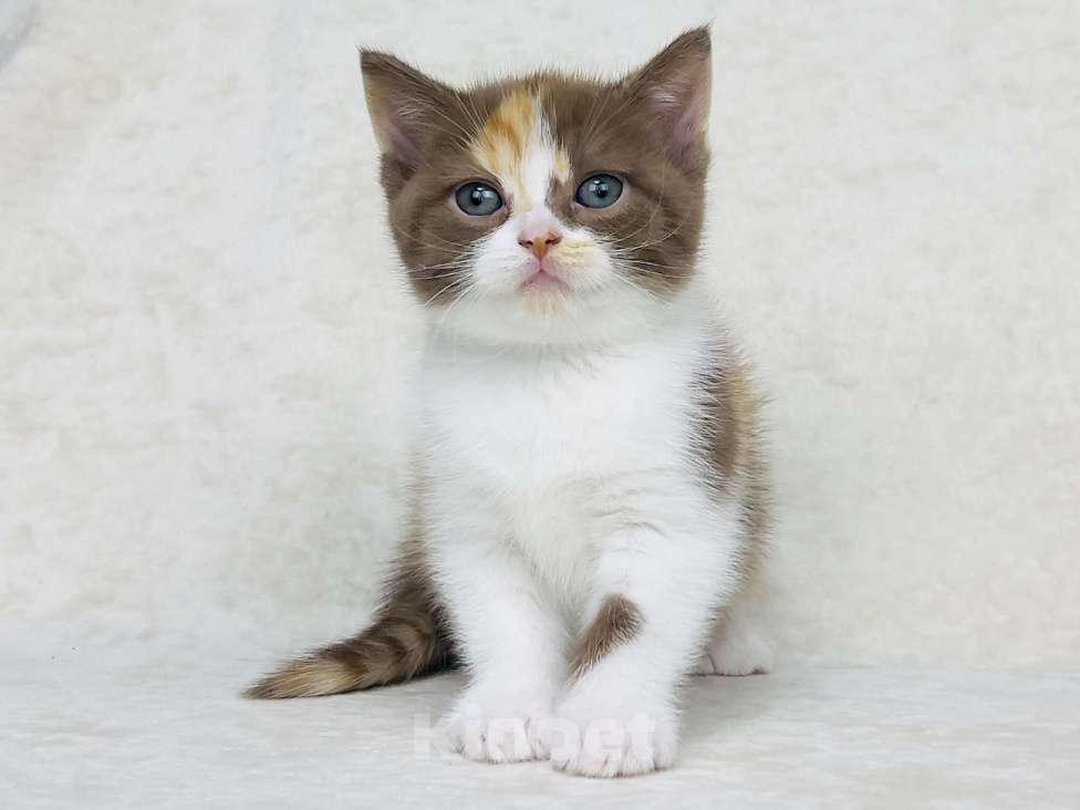 Кошки в Люберцах: Британская кошечка Девочка, 50 000 руб. - фото 3