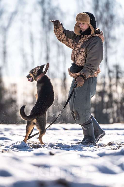Собаки в Клине: Доня — собачка с добрым нравом Девочка, Бесплатно - фото 8