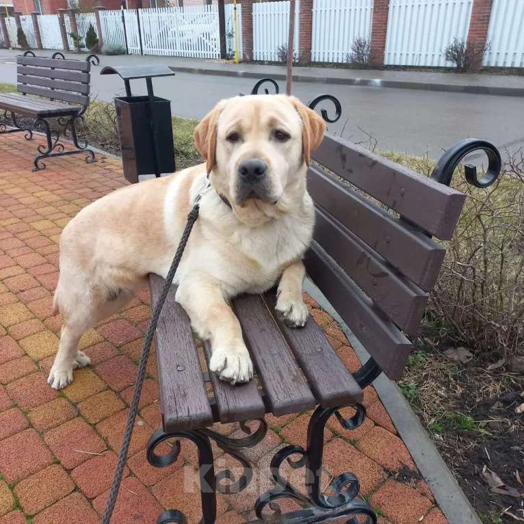 Собаки в Краснодаре: Щенки лабрадора с документами РКФ Мальчик, 50 000 руб. - фото 7