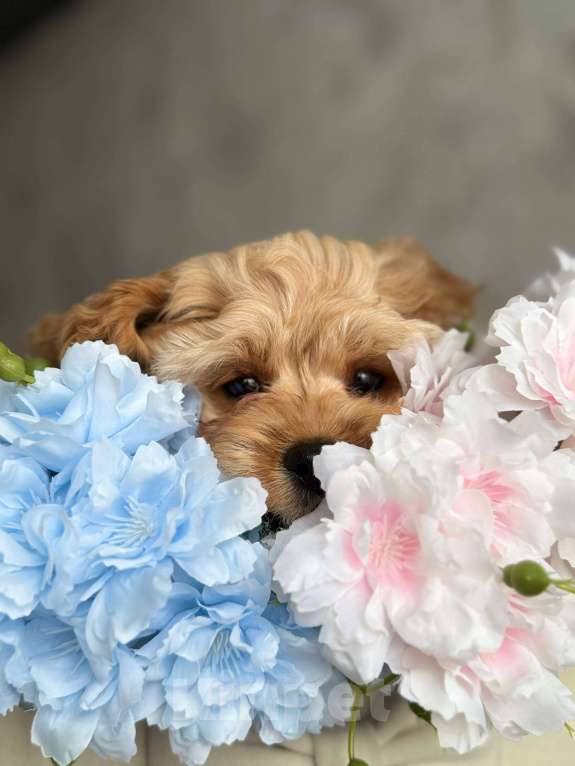 Собаки в Москве: Кавапу щенок Девочка, Бесплатно - фото 6