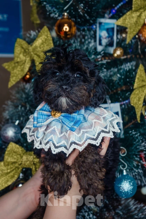 Собаки в Пушкино: Девочки мальтипу ф1 фантом  Девочка, 50 000 руб. - фото 3