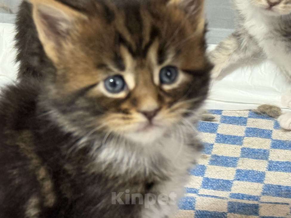 Кошки в Новосибирске: Открыто резервирование  Девочка, 80 000 руб. - фото 4