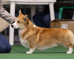 Собаки в Санкт-Петербурге: Племенной кобель Вельш корги пемброк Мальчик, Бесплатно - фото 4