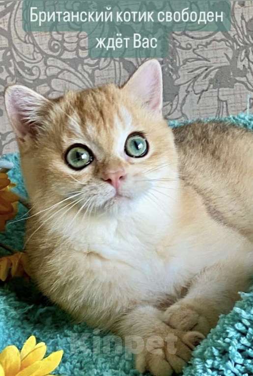 Кошки в Екатеринбурге: Золотце с изумрудными глазами Мальчик, Бесплатно - фото 1