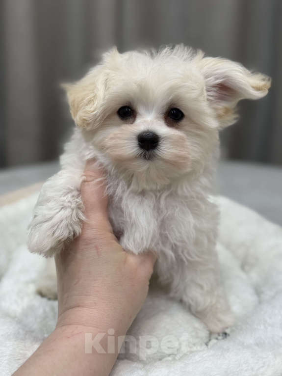 Собаки в Москве: Мальтипу, мальчик Мальчик, Бесплатно - фото 3