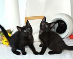 Кошки в Калуге: Три черненьких, веселеньких котенка - Норман, Мартин и Перчик в добрые руки. Мальчик, Бесплатно - фото 3