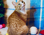 Кошки в Москве: Рыженькая кошечка Ириска в добрые руки  Девочка, Бесплатно - фото 3