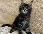 Кошки в Ливны: Котята Мейн Кун из питомника, 40 000 руб. - фото 8