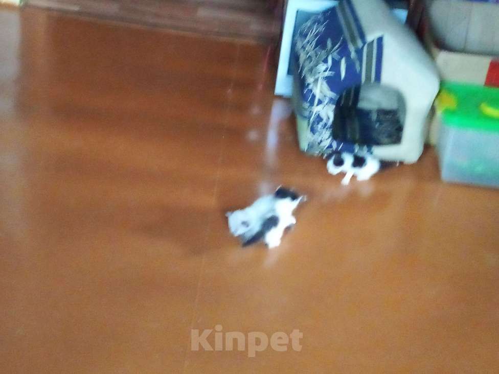 Кошки в Воронеже: Отдам в добрые руки котят, девочки, 8шт.  Девочка, 10 руб. - фото 8