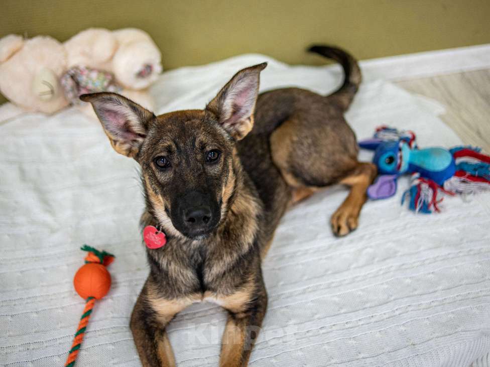Собаки в Москве: Щенок в добрые руки бесплатно Москва Девочка, Бесплатно - фото 6