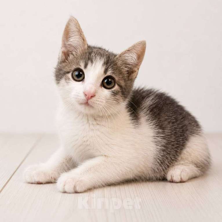 Кошки в Москве: Котенок Коровкин ищет дом Мальчик, Бесплатно - фото 1