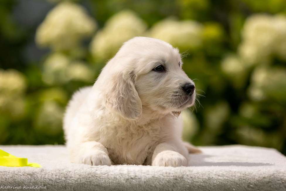 Собаки в Москве: Щенки золотистого( голден) ретривера Девочка, 70 000 руб. - фото 4