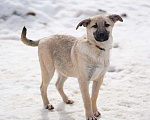 Собаки в Москве: Ми-ми-мишный щеночек Алфи в поисках дома, 4 мес. Мальчик, 1 руб. - фото 1