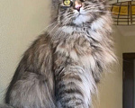 Кошки в Санкт-Петербурге: Yagoza Perfect Lynx Девочка, 25 000 руб. - фото 2