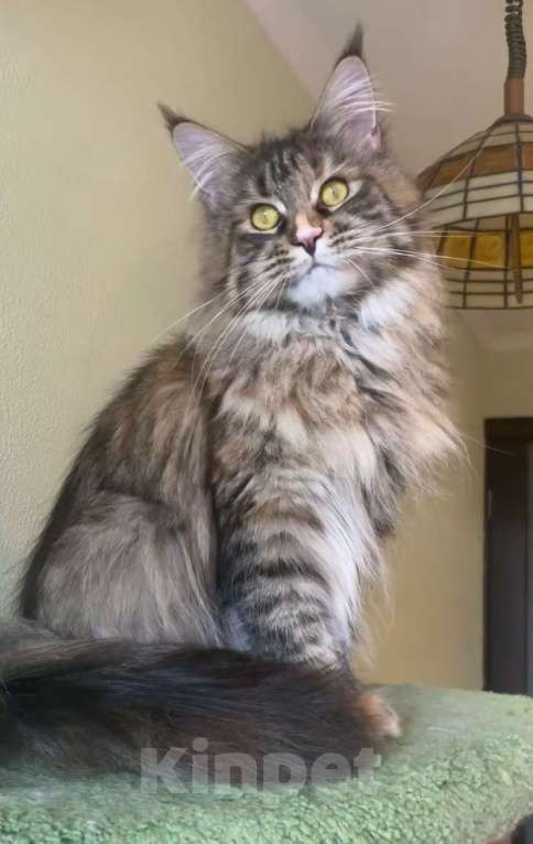 Кошки в Санкт-Петербурге: Yagoza Perfect Lynx Девочка, 25 000 руб. - фото 2