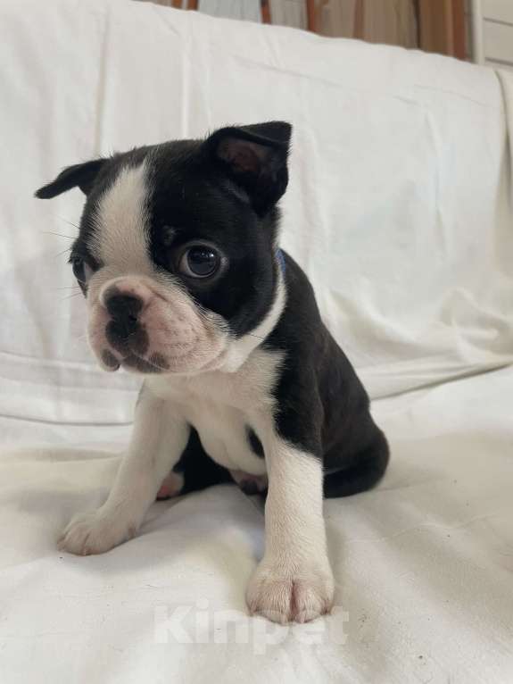 Собаки в других городах Ярославской области: Азарт Бостон-терьер Мальчик, 65 000 руб. - фото 5