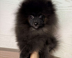 Собаки в Москве: Щенки померанский шпиц, кобель, черный Мальчик, 70 000 руб. - фото 3