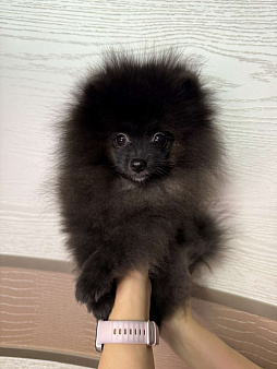 Щенки померанский шпиц, кобель, черный