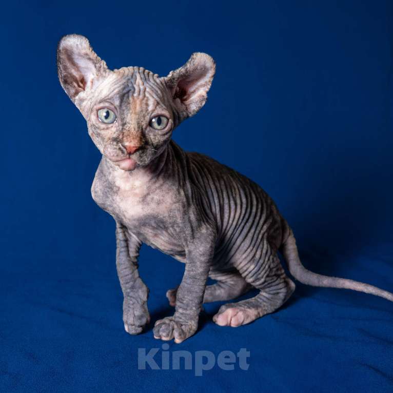 Кошки в Москве: Сфинкс эльф Девочка, 40 000 руб. - фото 2