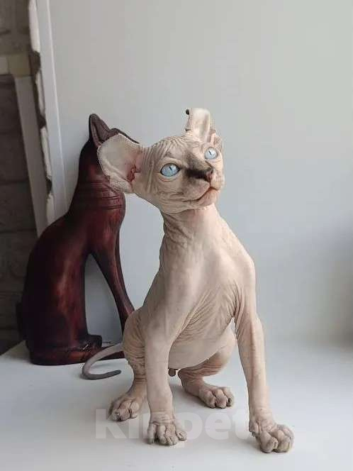 Кошки в Нефтекамске: Котенок Эльф Мальчик, 50 000 руб. - фото 2