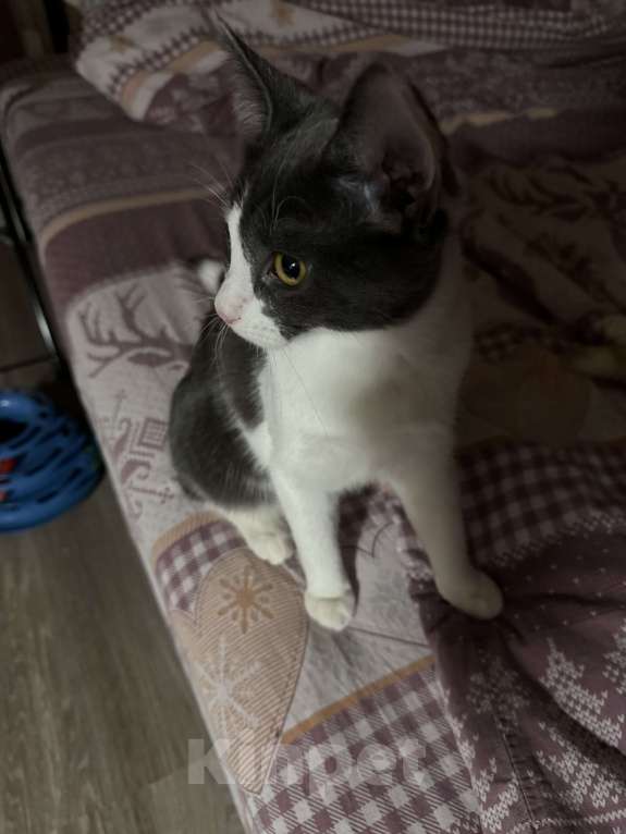 Кошки в Москве: Кошечка Дымка в добрые руки Девочка, Бесплатно - фото 6