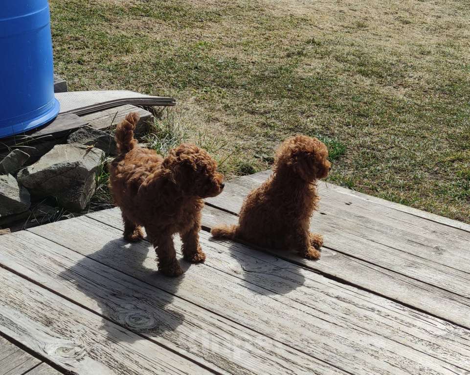 Собаки в Екатеринбурге: Щенки Той пуделя ред браун разнополве Разнополые, 70 000 руб. - фото 2